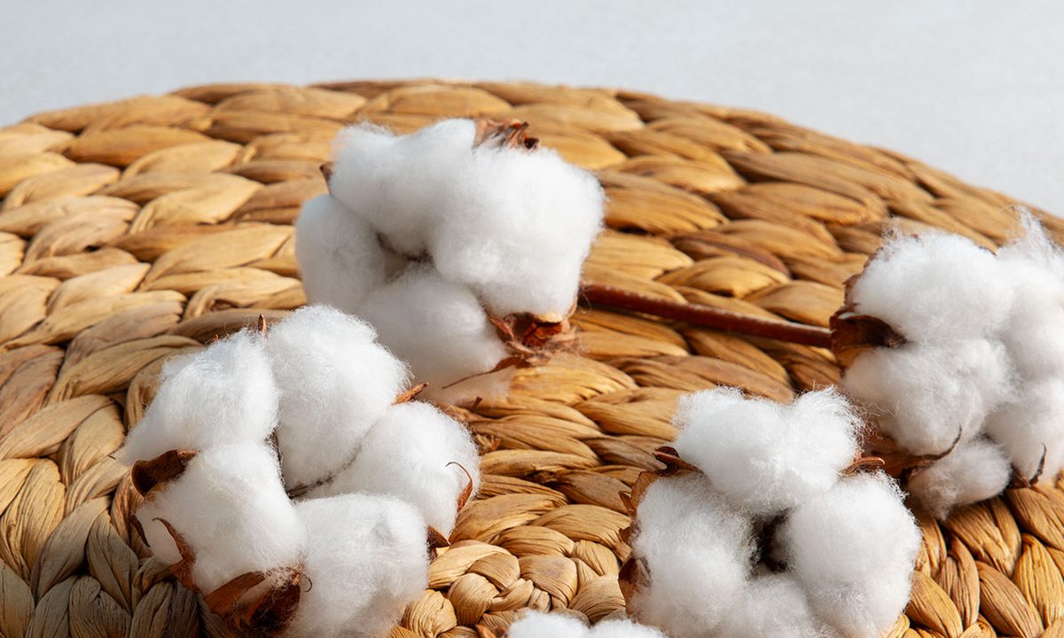 cotton-plants